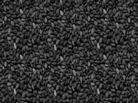 Oil Seeds