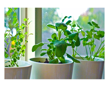 Herbs