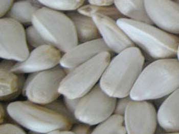 White Maize Seeds