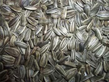 White Maize Seeds
